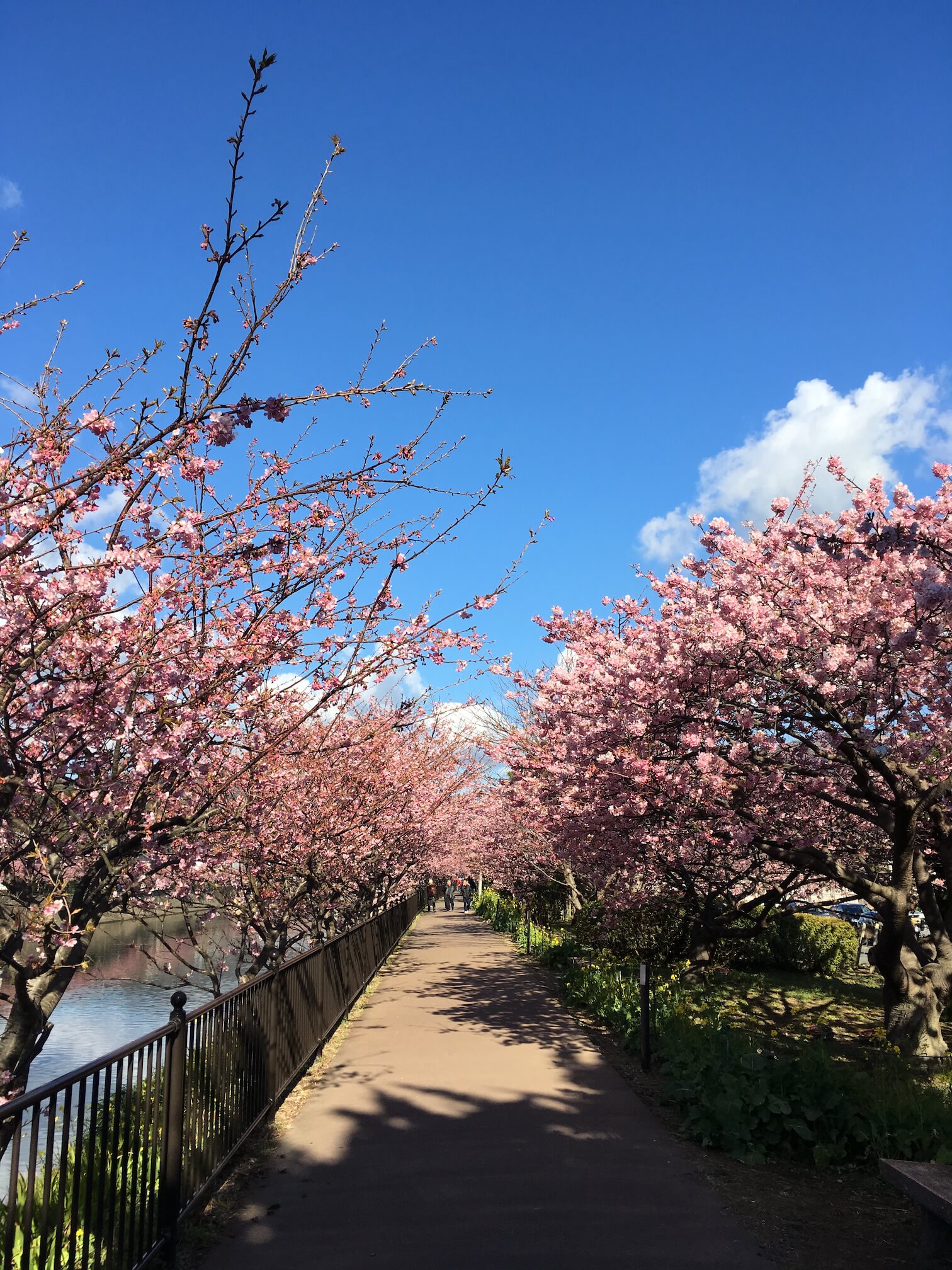 @河津櫻
