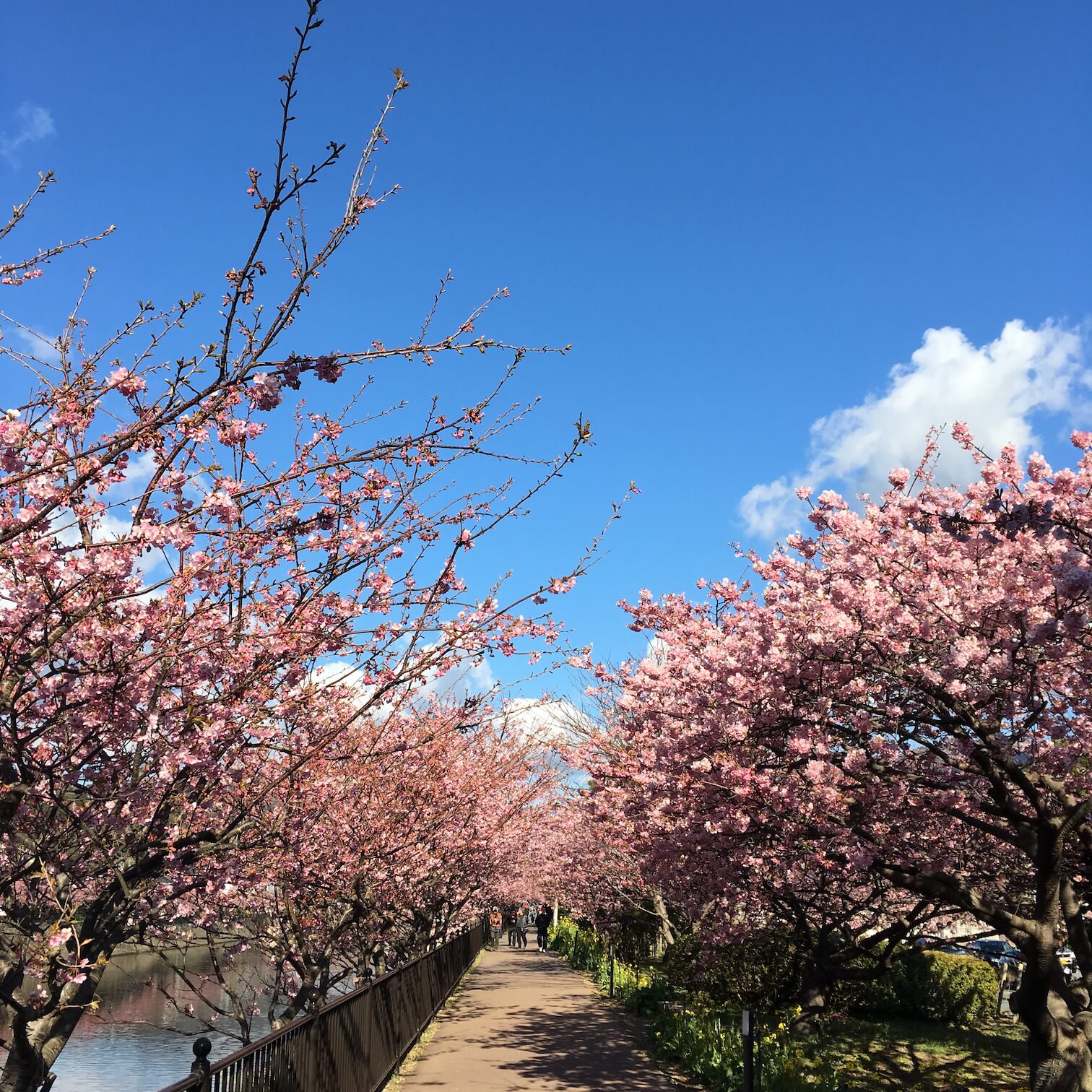 @河津櫻