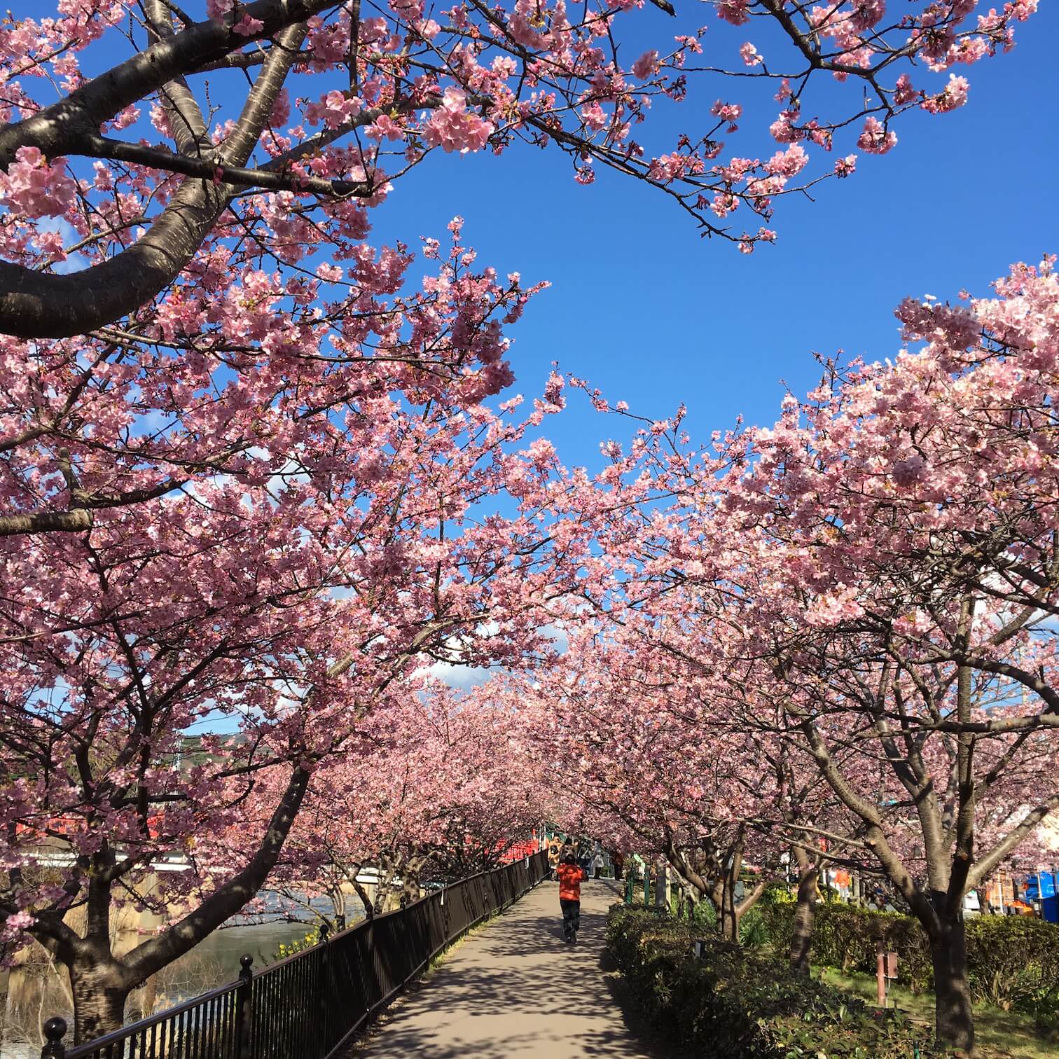 @河津櫻