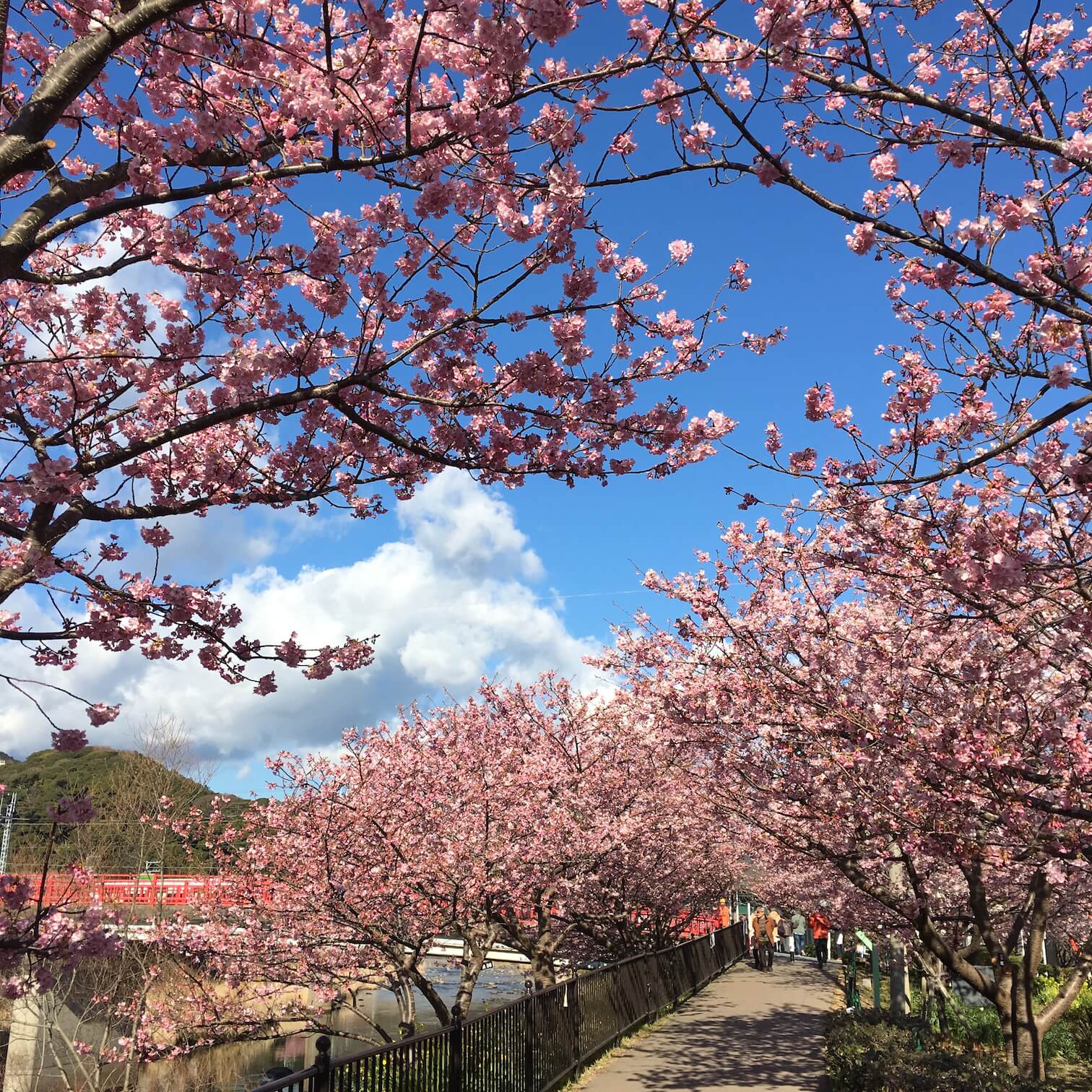 @河津櫻