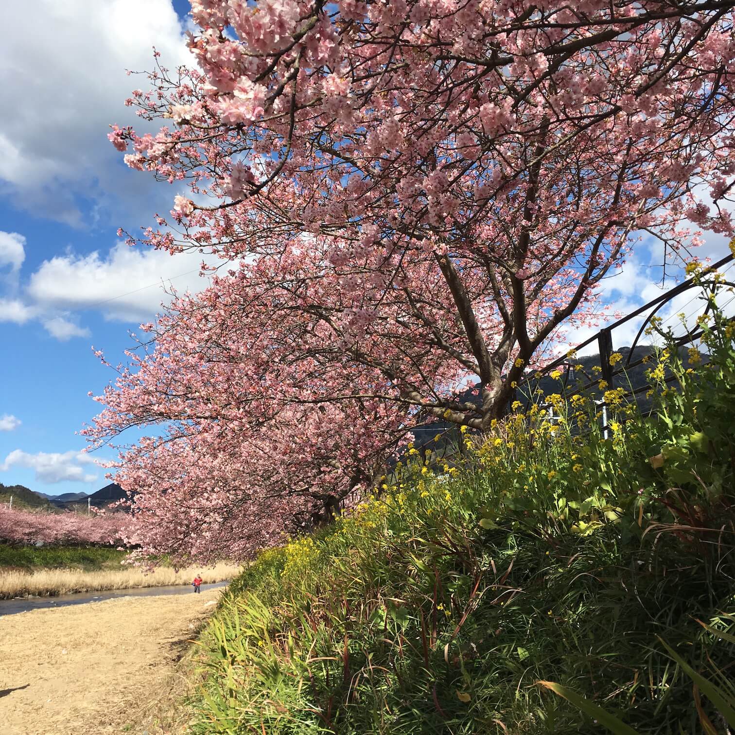 @河津櫻