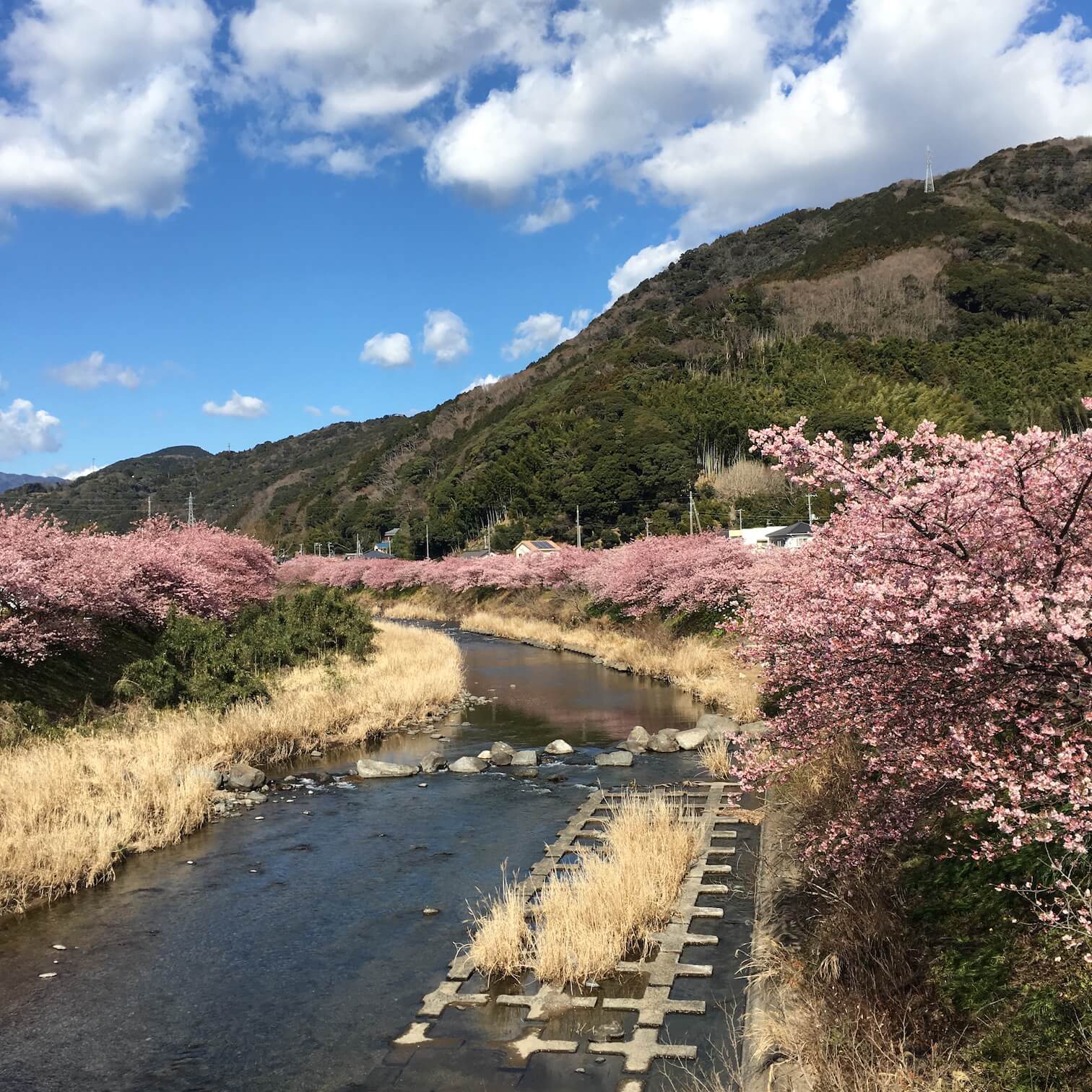 @河津櫻