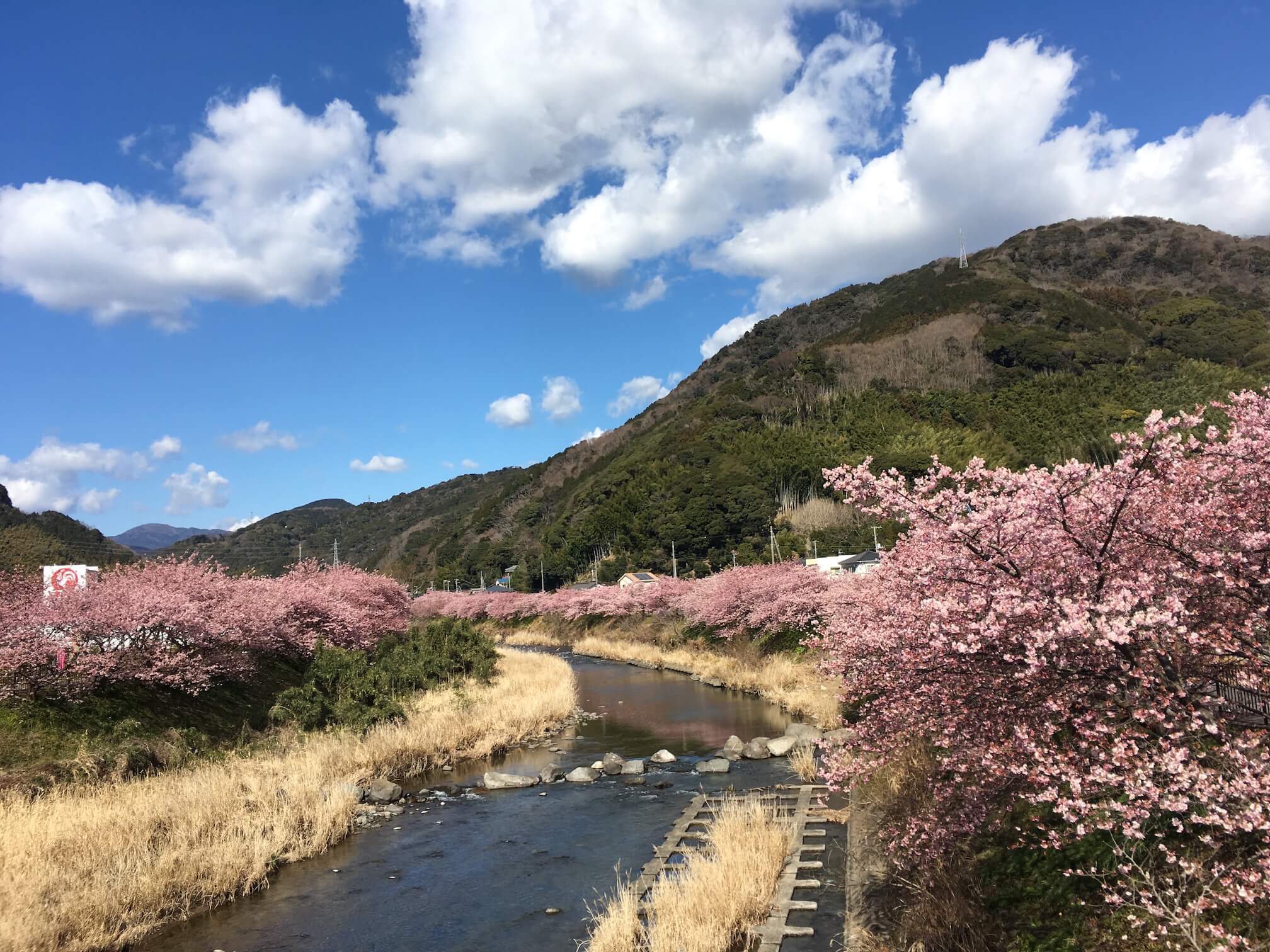 @河津櫻