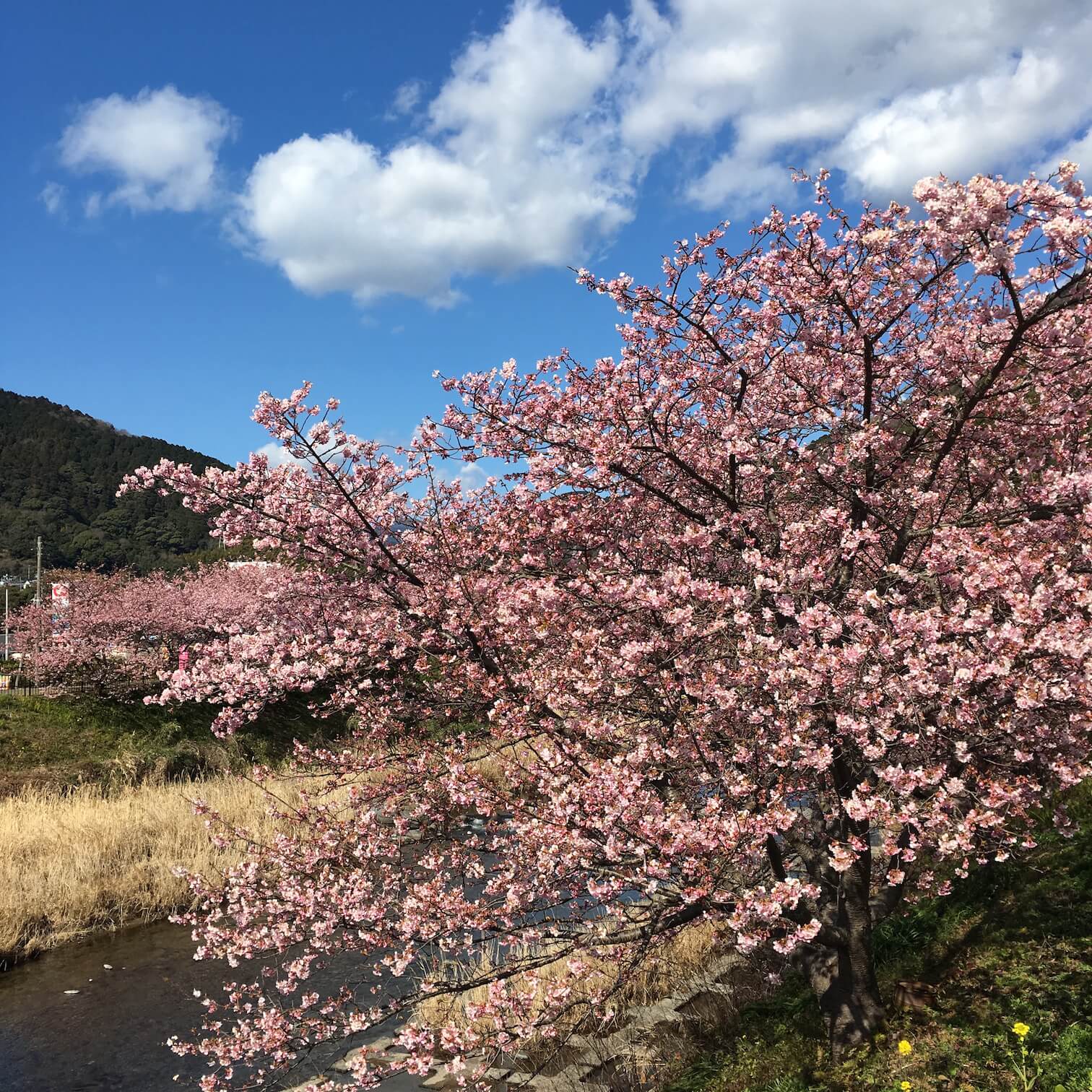 @河津櫻