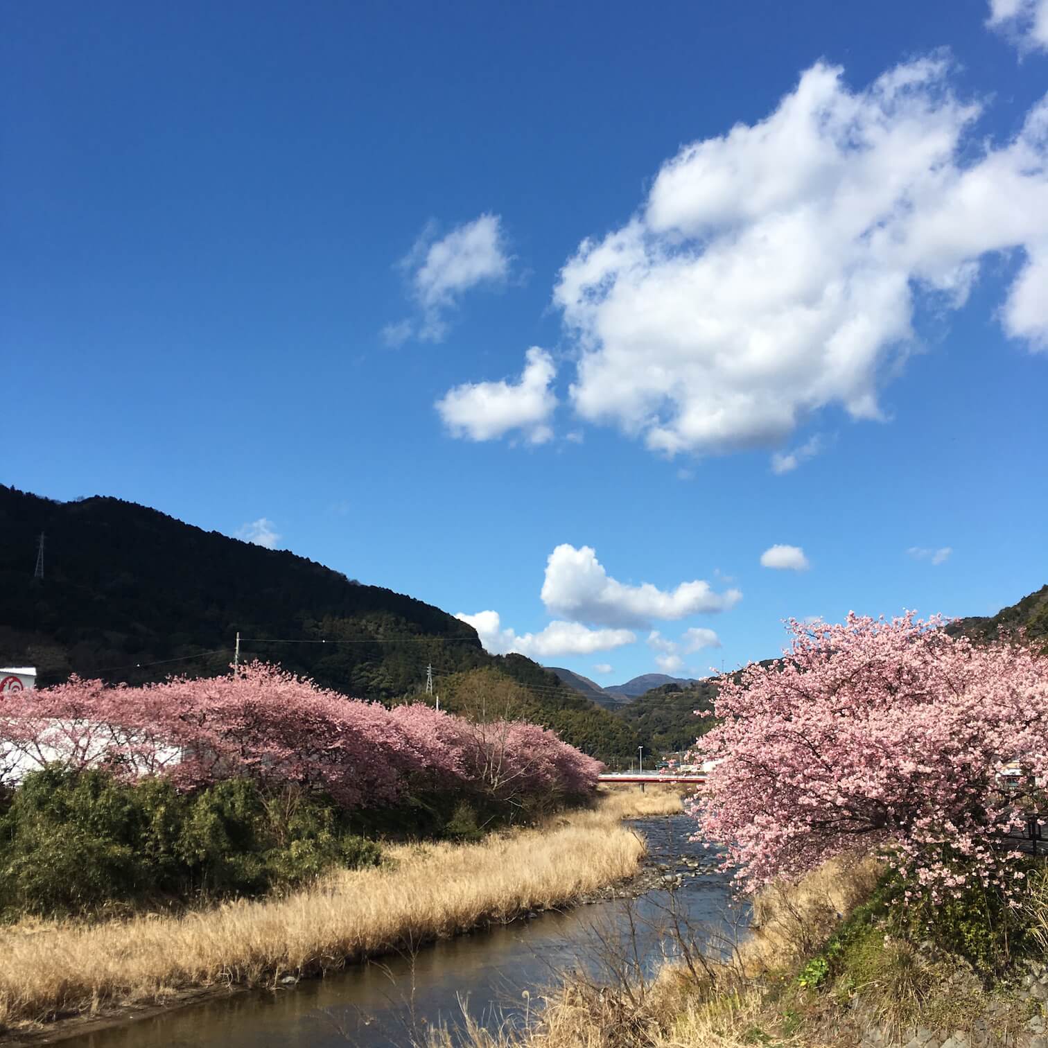 @河津櫻