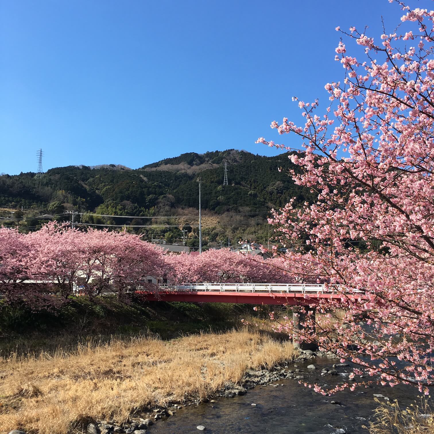@河津櫻