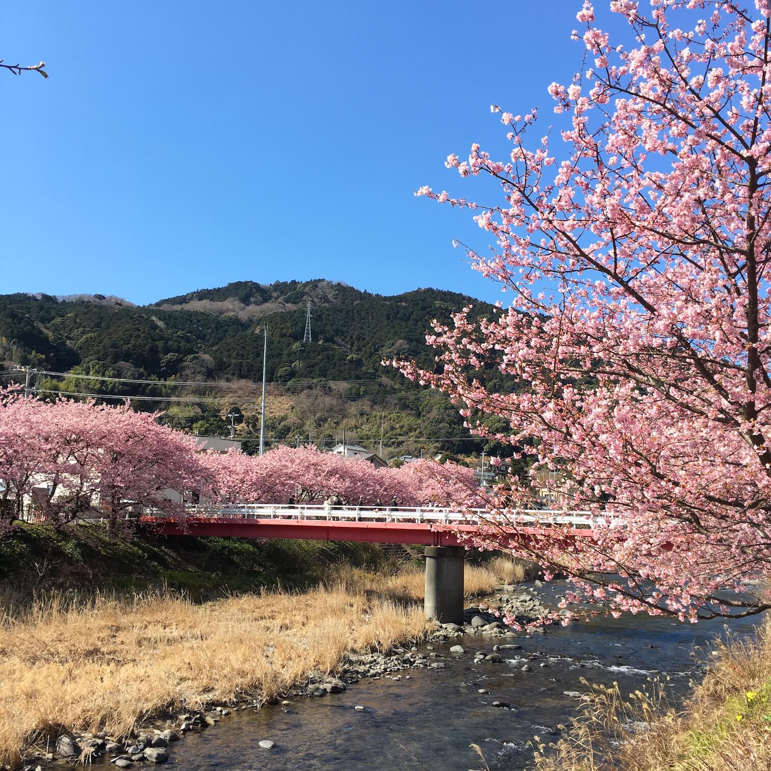 @河津櫻