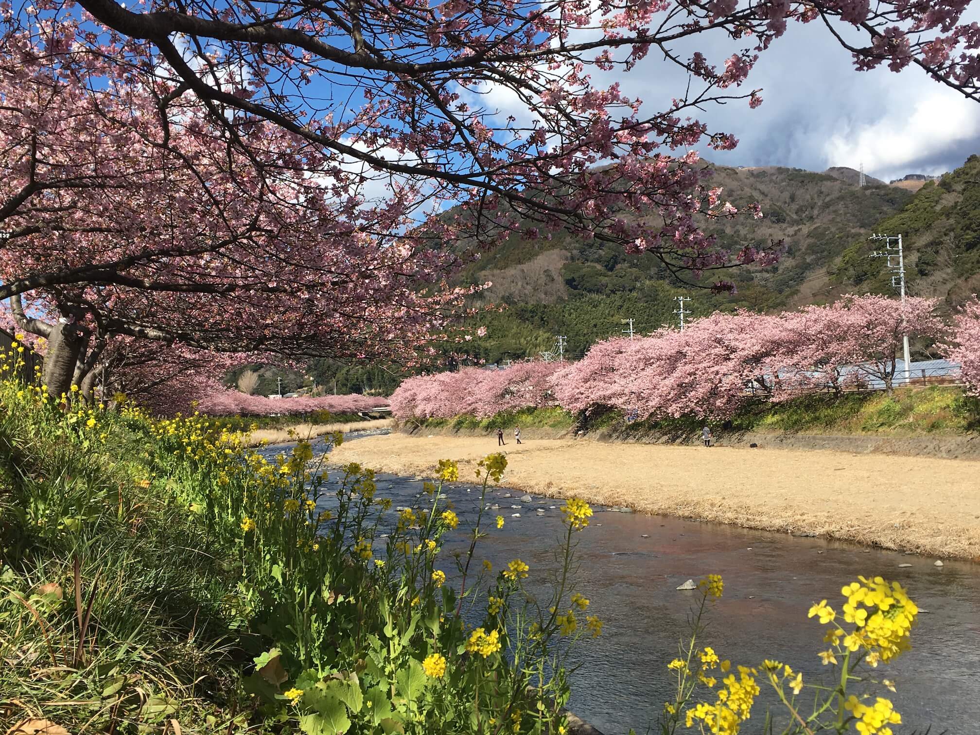 @河津櫻