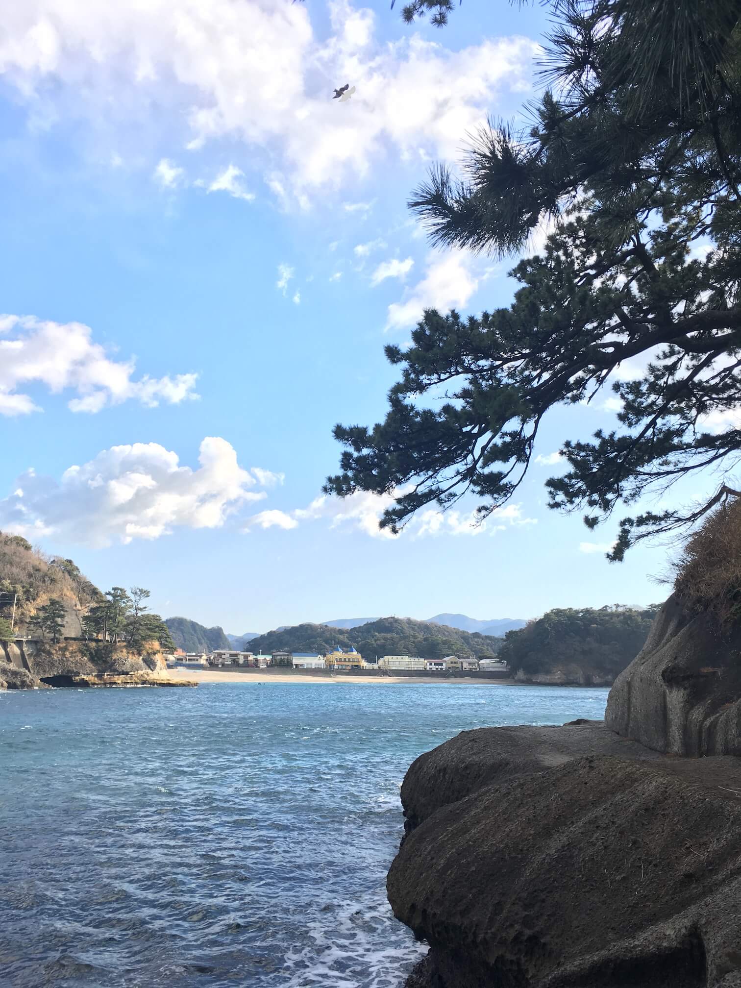 @河津櫻